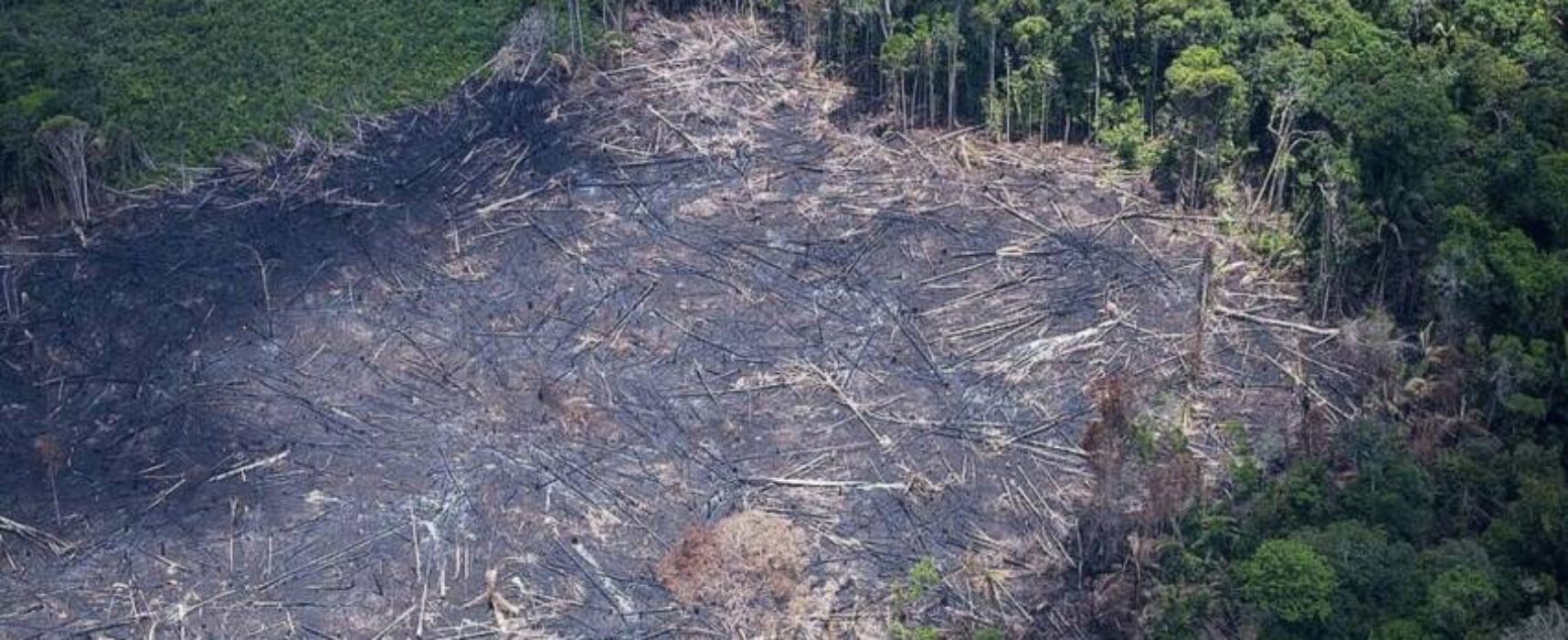 Operação contra desmatamento da Mata Atlântica é deflagrada na Bahia
