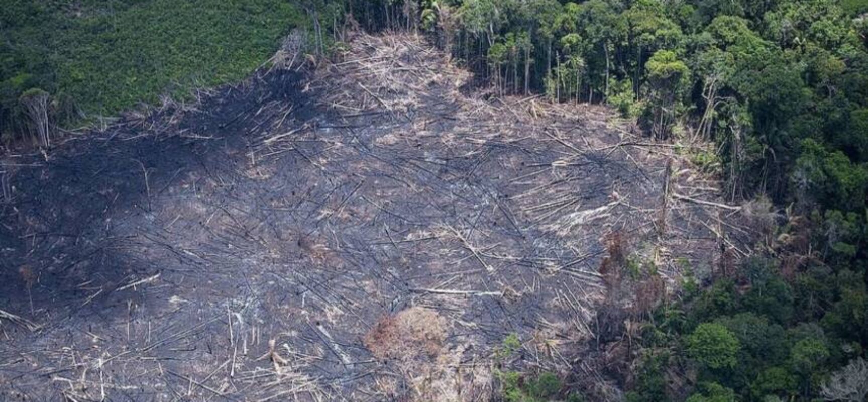 Operação contra desmatamento da Mata Atlântica é deflagrada na Bahia