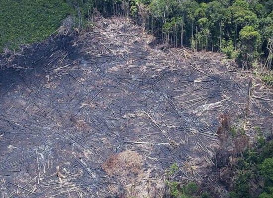 Operação contra desmatamento da Mata Atlântica é deflagrada na Bahia