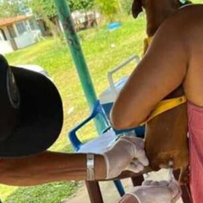 Prefeitura de Ilhéus promove Dia D da campanha de vacinação antirrábica neste sábado (10)