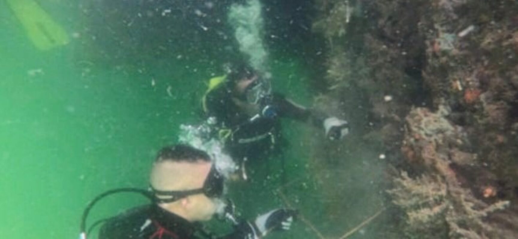 Zona turística Baía de Todos-os-Santos ganha centro de pesquisa no combate ao coral-sol