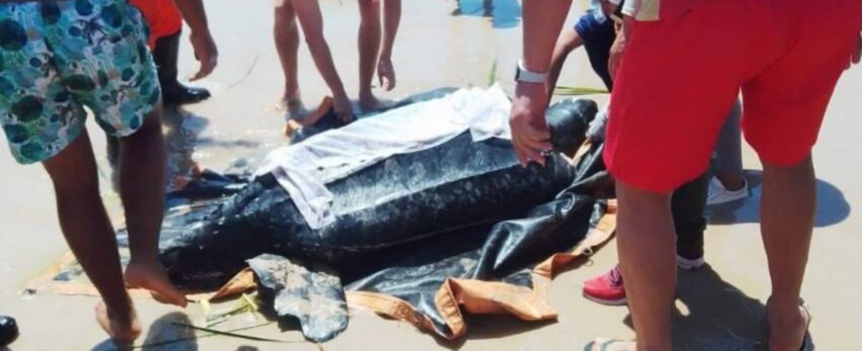 Tartaruga com mais de 200 kg é resgatada em praia no distrito de Olivença, Ilhéus
