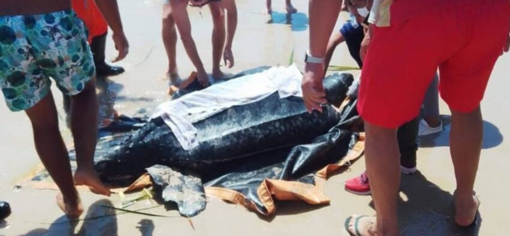 Tartaruga com mais de 200 kg é resgatada em praia no distrito de Olivença, Ilhéus