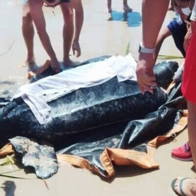Tartaruga com mais de 200 kg é resgatada em praia no distrito de Olivença, Ilhéus