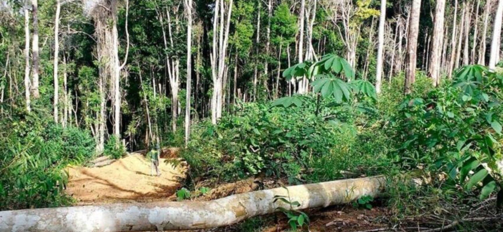 Câmara vota nesta quarta-feira projeto que flexibiliza exploração da Mata Atlântica