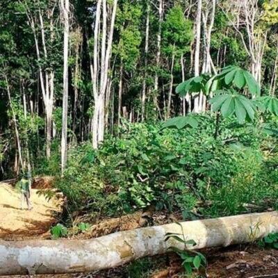 Câmara vota nesta quarta-feira projeto que flexibiliza exploração da Mata Atlântica