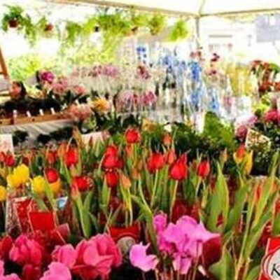 ‘Ilhéus em Flor’ começa nesta quinta-feira (27); exposição acontece na Avenida Soares Lopes