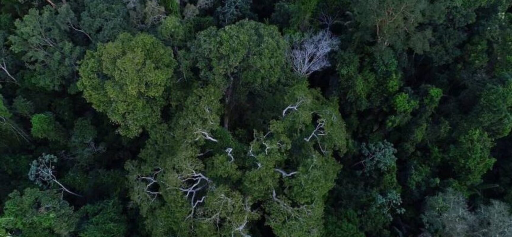 Na COP27, Brasil lista ações de sustentabilidade dos últimos 4 anos