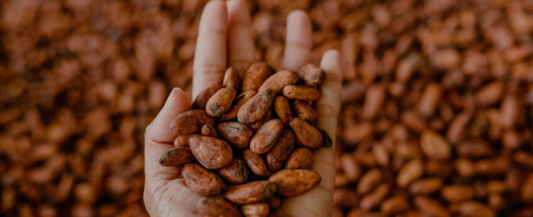 Melhores amêndoas de cacau do Brasil serão anunciadas em evento no Pará