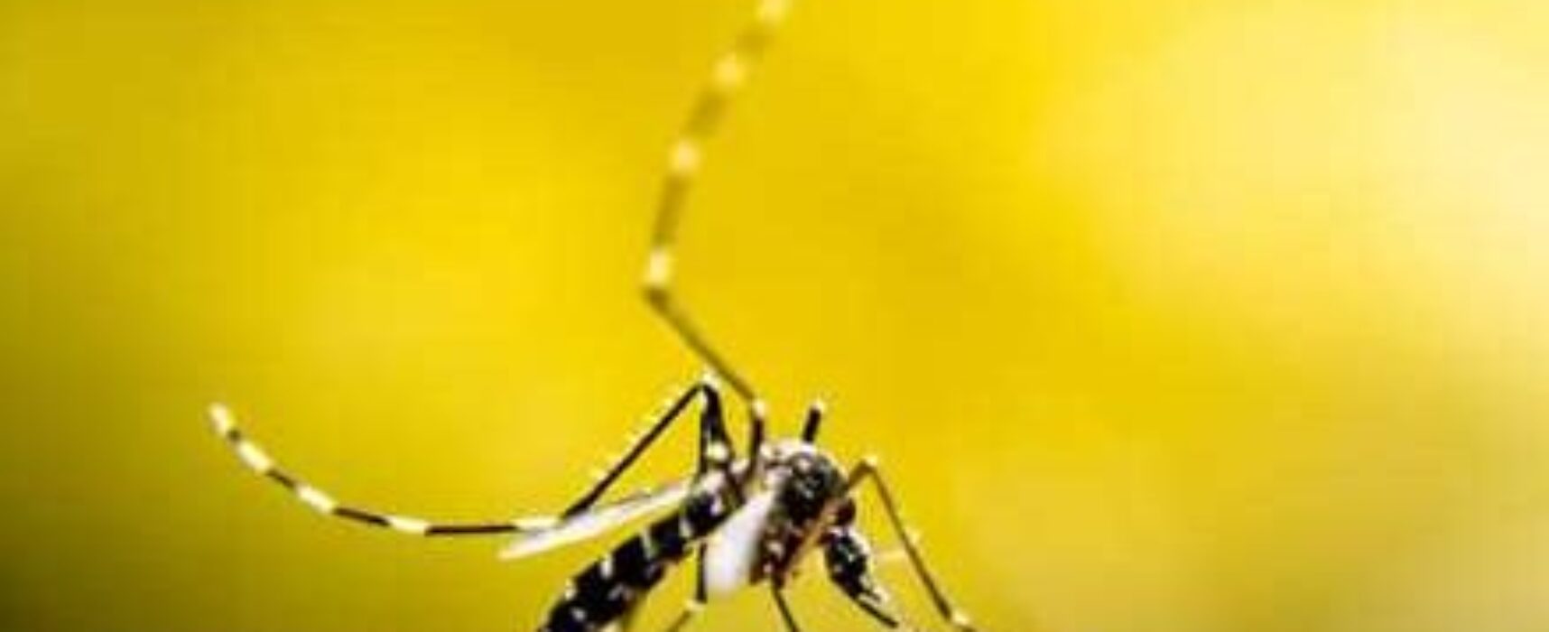 Sesau confirma casos de zika e chikungunya e alerta para risco de surto em Ilhéus