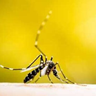 Sesau confirma casos de zika e chikungunya e alerta para risco de surto em Ilhéus