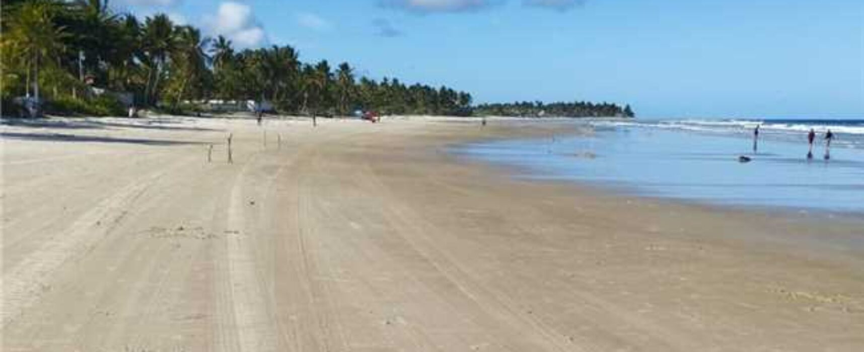 Prefeitura de Ilhéus realiza mutirão e intensifica limpeza de praias para retirada de baronesas
