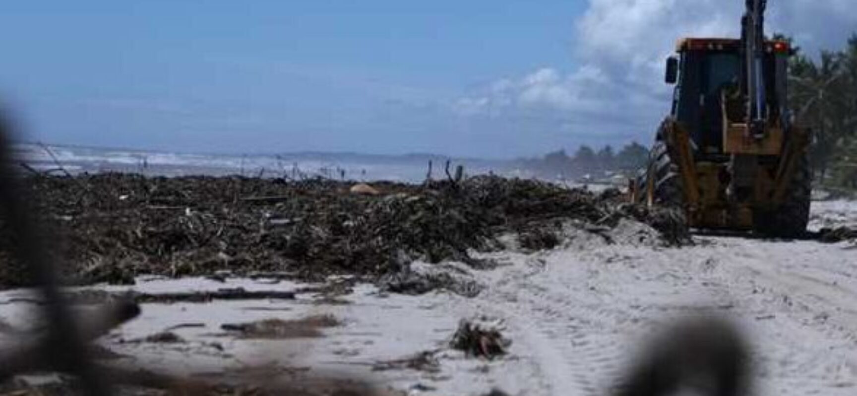 Prefeitura de Ilhéus mantém ações de limpeza para retirada de baronesas das praias