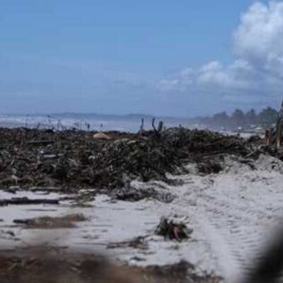 Prefeitura de Ilhéus mantém ações de limpeza para retirada de baronesas das praias