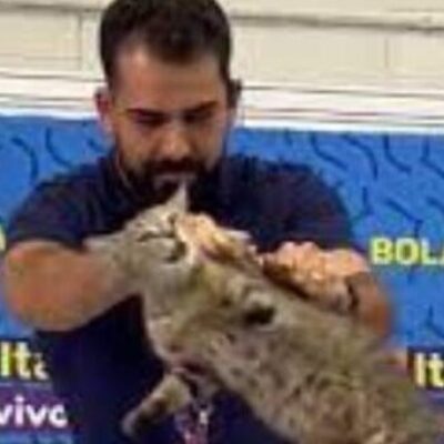 ONG de defesa de animais pede que CBF pague multa de R$ 1 milhão após assessor arremessar gato durante coletiva