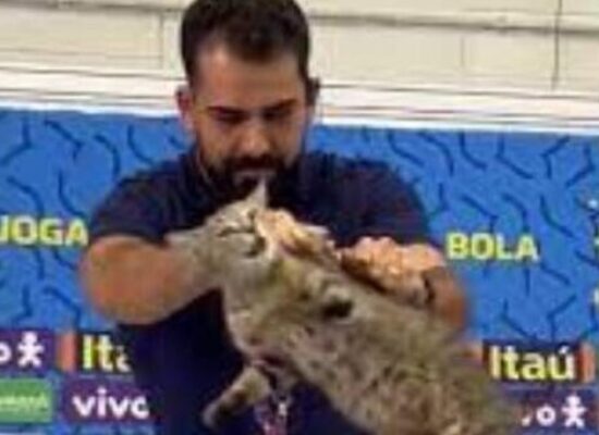 ONG de defesa de animais pede que CBF pague multa de R$ 1 milhão após assessor arremessar gato durante coletiva