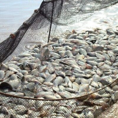 Comissão aprova proibição a pesca de arrasto