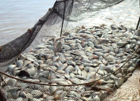 Comissão aprova proibição a pesca de arrasto