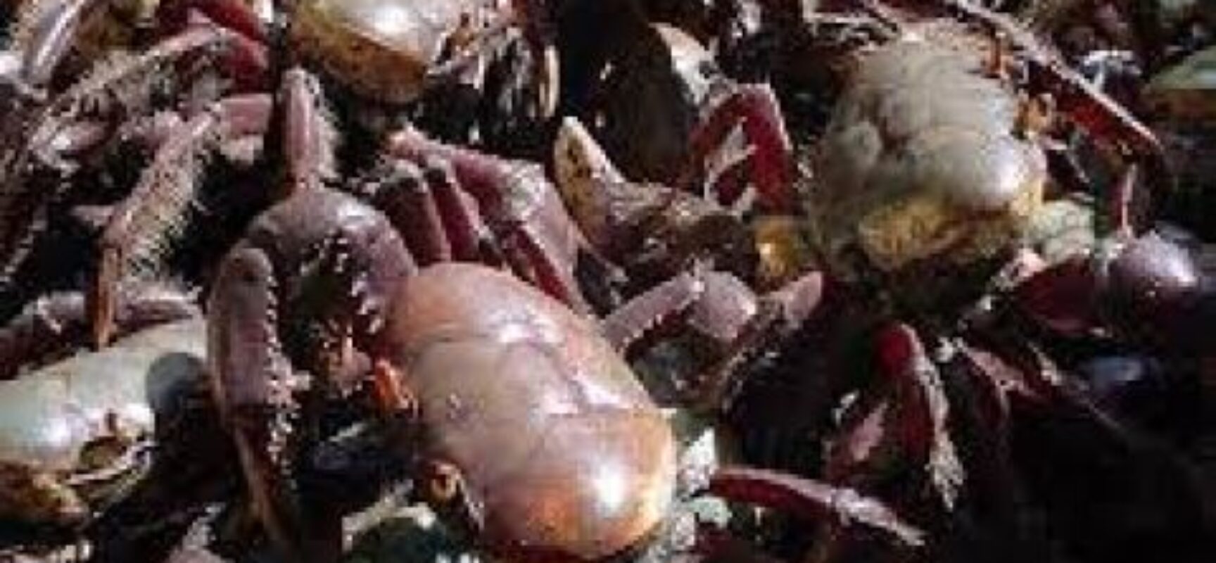 Cinco mil caranguejos são resgatados no baixo sul da Bahia
