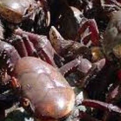 Cinco mil caranguejos são resgatados no baixo sul da Bahia