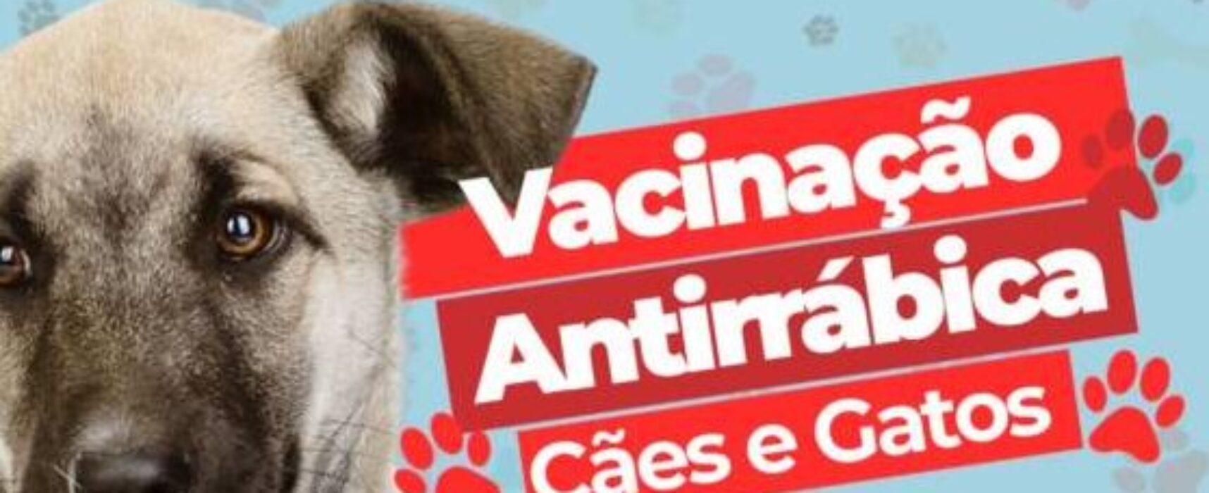 Prefeitura de Itabuna inicia na terça-feira a vacinação antirrábica de cães e gatos