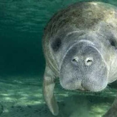 Prefeitura recebe orientações sobre aparecimento de peixe-boi marinho no litoral de Ilhéus