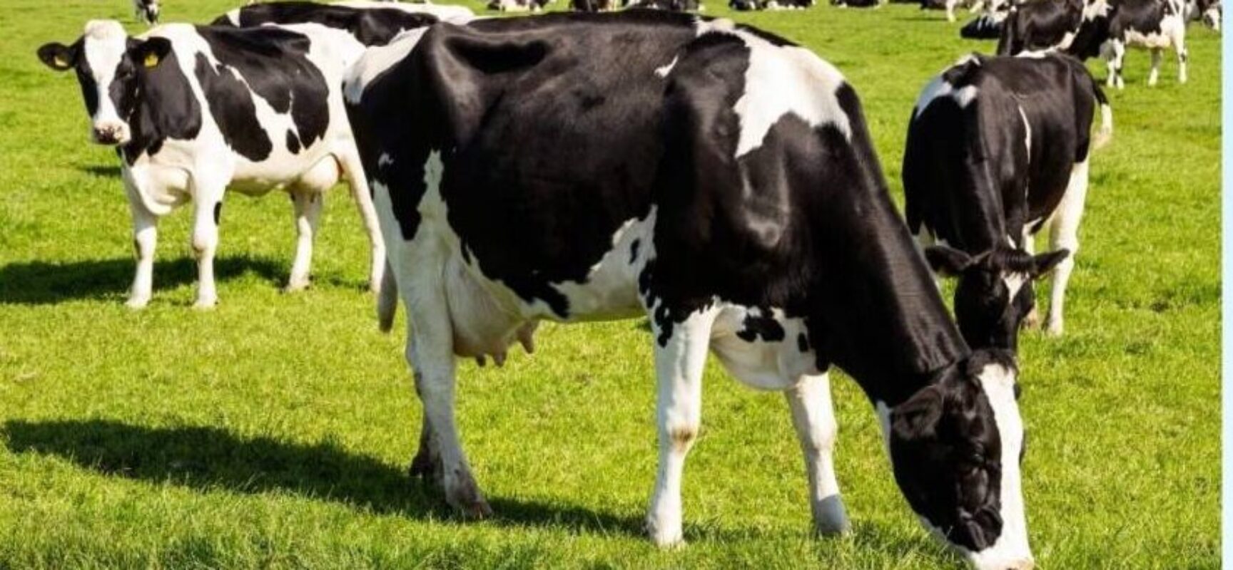 Ministério da Agricultura investiga possível caso de vaca louca no Brasil