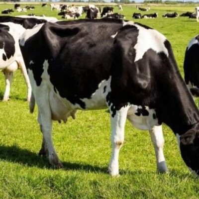 Ministério da Agricultura investiga possível caso de vaca louca no Brasil