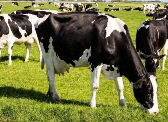 Ministério da Agricultura investiga possível caso de vaca louca no Brasil