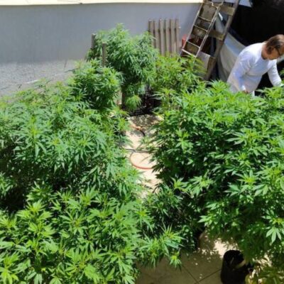 Cannabis medicinal: conheça histórias de quem luta para ter o remédio