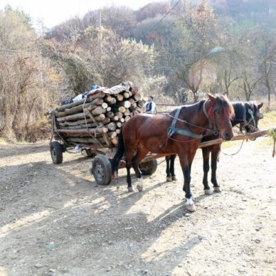 Projeto criminaliza o uso de veículos movidos à tração animal