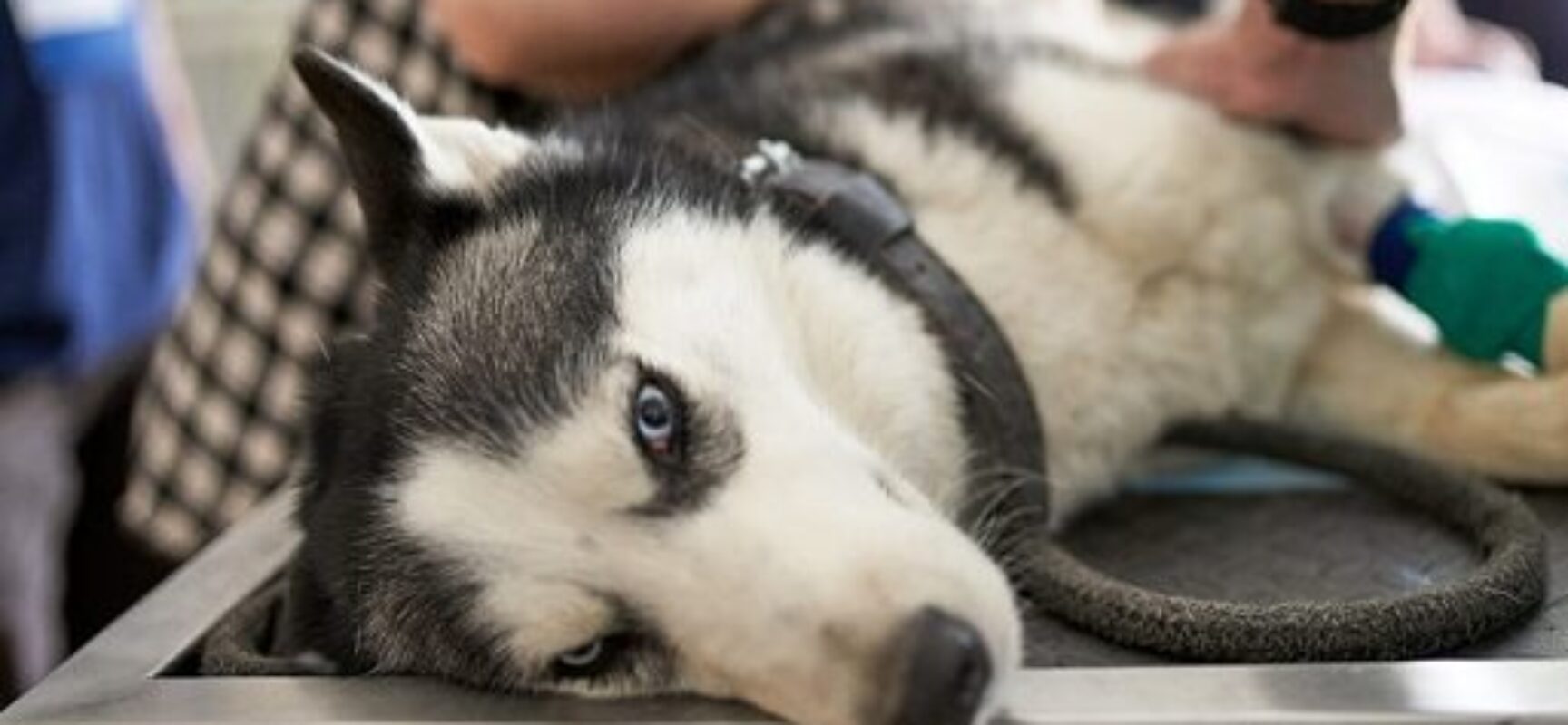 Projeto veda investidura em cargo público de condenado por maus-tratos a animais