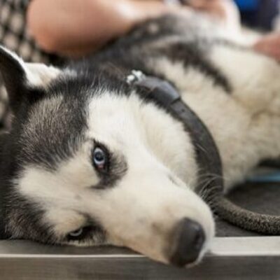 Projeto veda investidura em cargo público de condenado por maus-tratos a animais