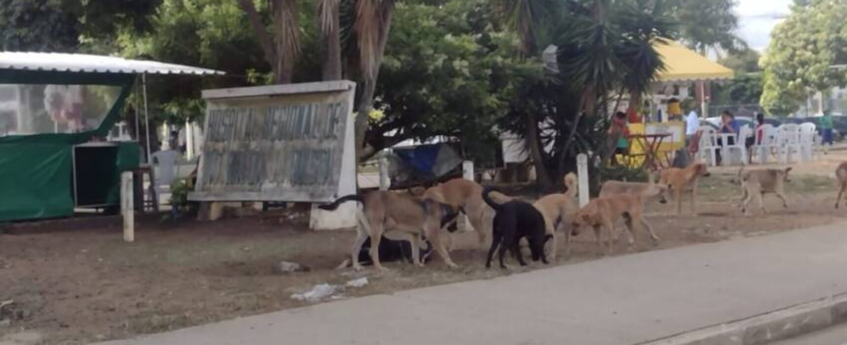 Hospital Geral de Vitória da Conquista vira ponto de abandono de cães e gatos, denuncia Blog
