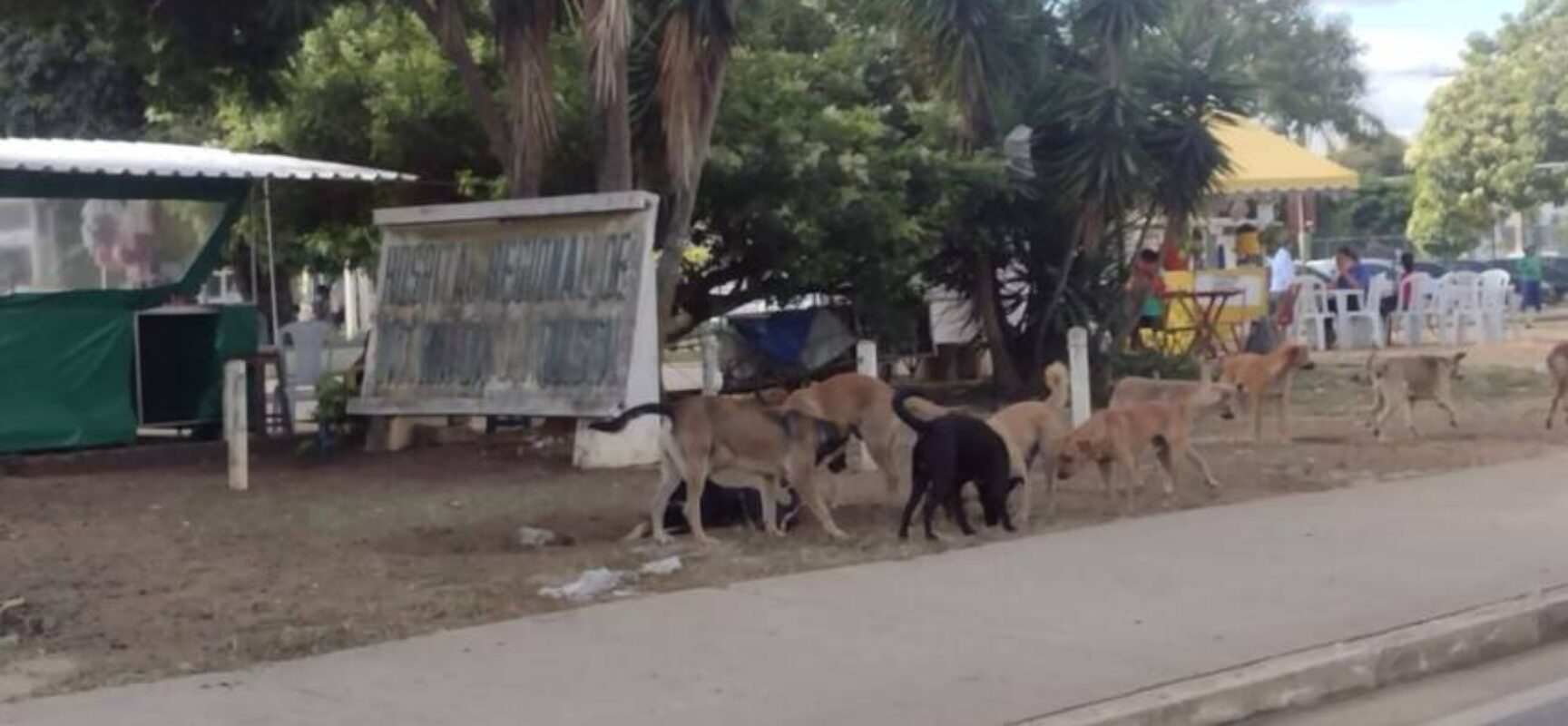 Hospital Geral de Vitória da Conquista vira ponto de abandono de cães e gatos, denuncia Blog