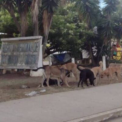 Hospital Geral de Vitória da Conquista vira ponto de abandono de cães e gatos, denuncia Blog