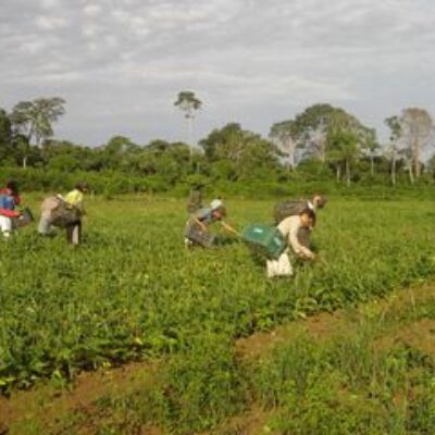 Governo retomará compras de alimentos da agricultura familiar