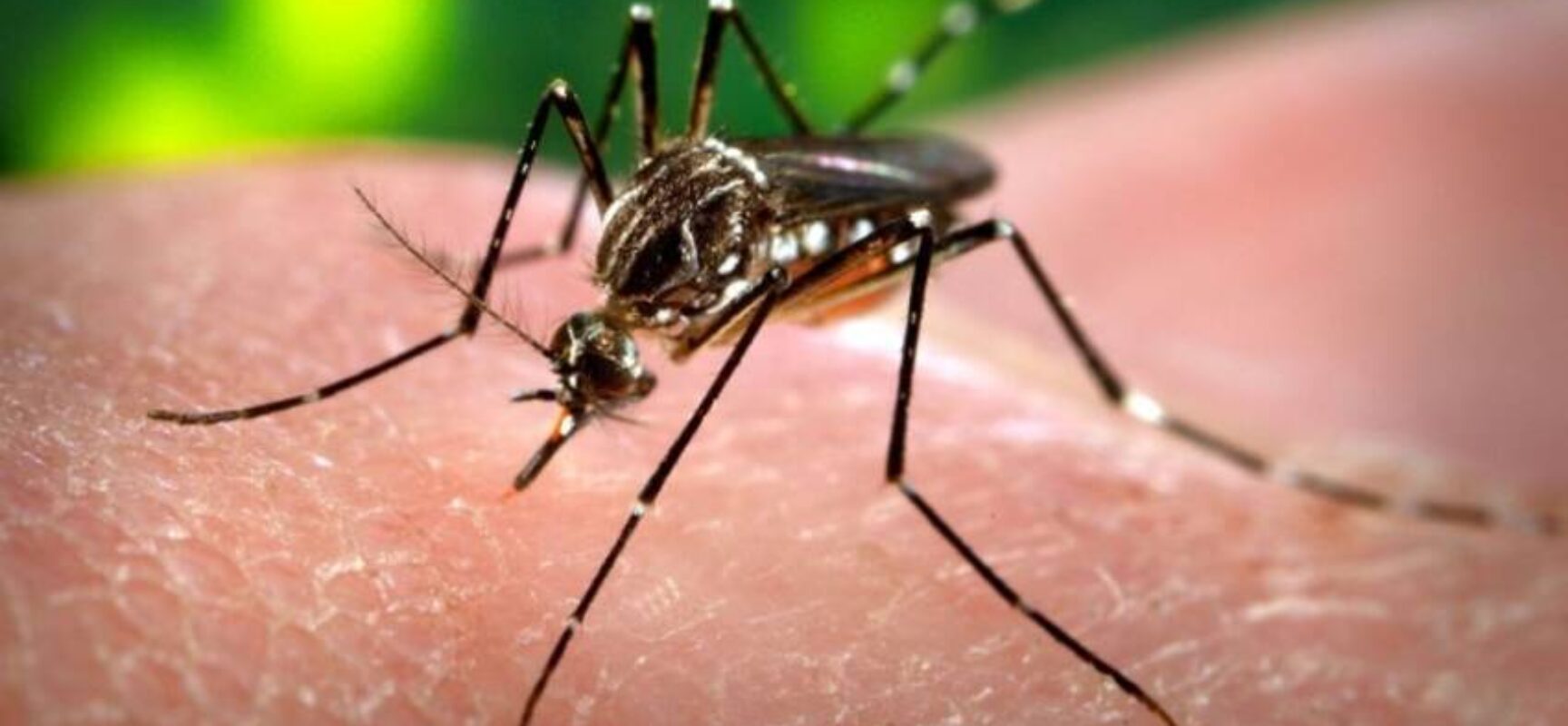 Anvisa aprova vacina japonesa contra a dengue