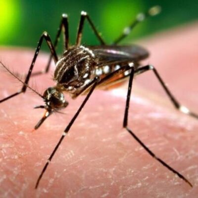 Anvisa aprova vacina japonesa contra a dengue