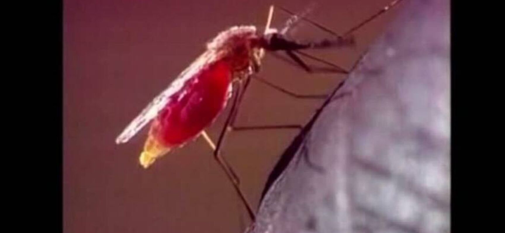 Exames de laboratórios privados indicam aumento de casos de dengue