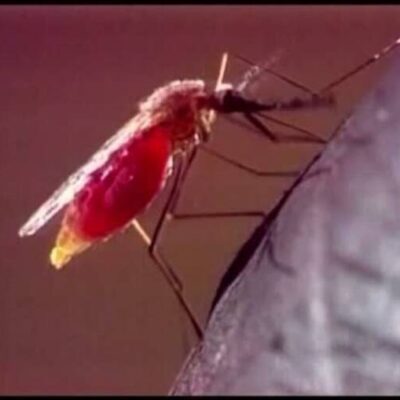 Exames de laboratórios privados indicam aumento de casos de dengue