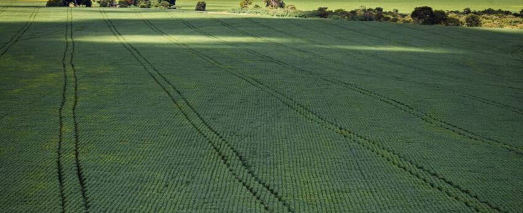 Estudo aponta desafios do seguro rural em meio a mudanças climáticas
