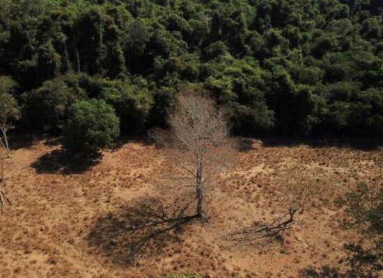Desmatamento na Amazônia cai 36% no primeiro quadrimestre