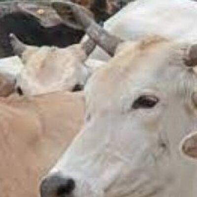 Bahia bate recordes no abate de bovinos e na produção de leite
