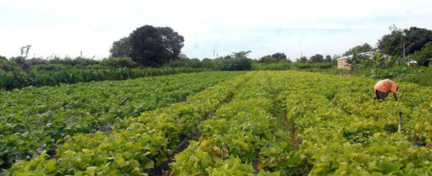 Conselho Monetário aprova medidas do Plano Safra