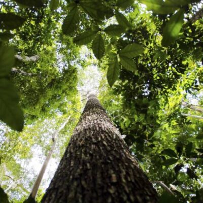 Governo estuda ampliar faixa de fronteira da Amazônia Legal