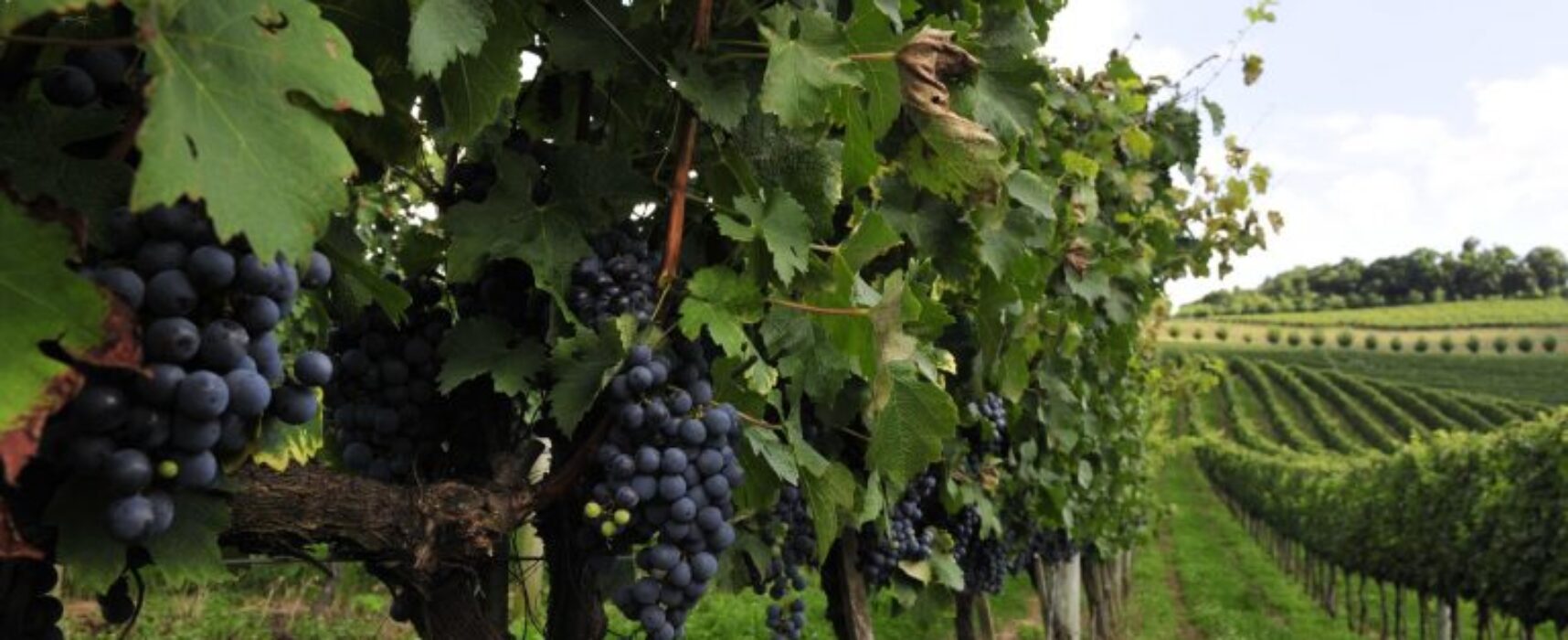 Comissão discute proposta de criação da Zona Franca da Uva e do Vinho no RS