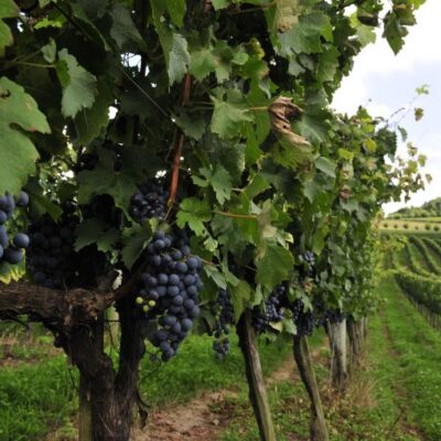 Comissão discute proposta de criação da Zona Franca da Uva e do Vinho no RS