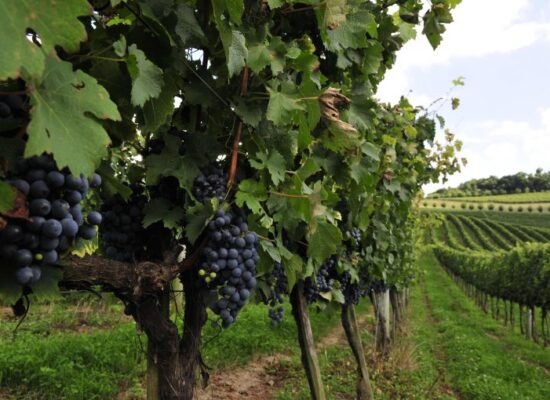 Comissão discute proposta de criação da Zona Franca da Uva e do Vinho no RS
