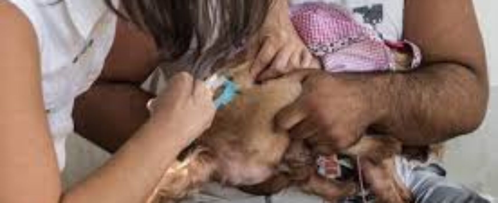 Vacinação antirrábica chega nesta quarta-feira a mais quatro bairros de Itabuna